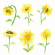 Watercolor sunflower set on white background. Summer flower. Beautiful garden illustration.
