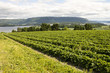 Norway landscape of fields strawberries and Fjords