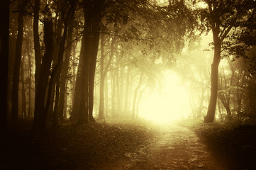 Wall Mural - sunset on forest path in autumn