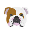 English Bulldog dog isolated on white background vector illustration