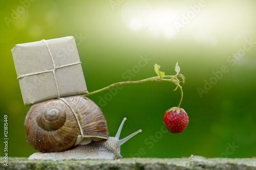 Zdjęcie XXL Ślimak poczta, ślimaczek z pakunkiem na skorupie ślimaka