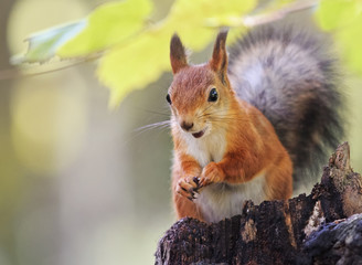 Wall Mural - funny fluffy red squirrel sitting on a stump in the autumn Park and eating the seeds