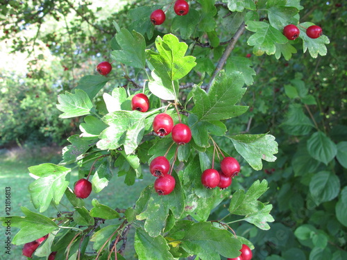 Weißdorn Baum mit roten Weißdornbeeren - Buy this stock photo and ...