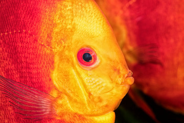 Wall Mural - Nice portrait of red-orange discus fish