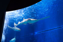 Sawfish In Large Aquarium With Blue Water