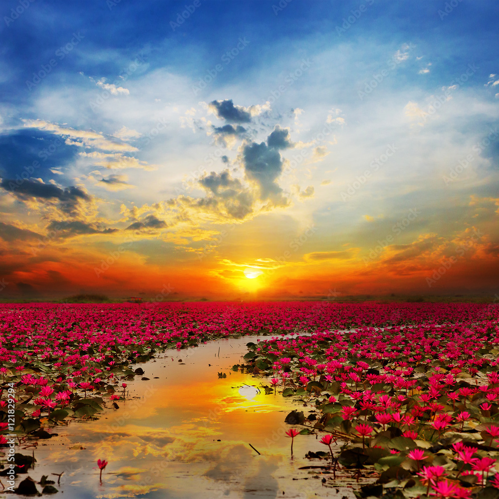Sunshine rising lotus flower in Thailand - obrazy, fototapety, plakaty 