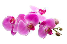 Pink Stripy Phalaenopsis Orchid Isolated On White