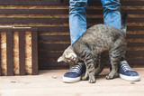 Fototapeta Koty - Striped gray cat caressing at male legs