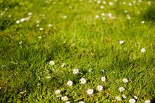 White Daisies On A Green Spring Grass