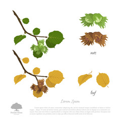 Wall Mural - Filbert branch in summer and autumn. Nuts and hazelnut leaves