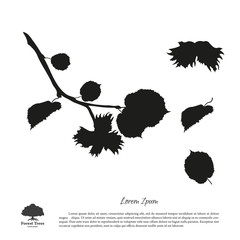 Wall Mural - Black silhouette of branches of hazelnuts on a white background.