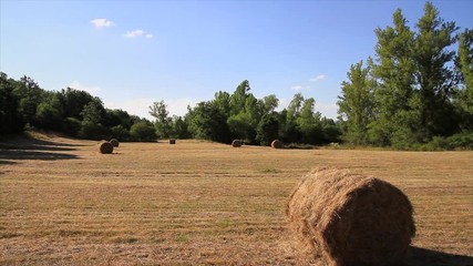 Poster - Campo o prado en verano ,  rodeado de arboles , con la hierba seca recientemente segada y recogida en pacas o balas
