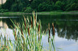Broadleaf cattail (Typha latifolia) on the shore of the pond