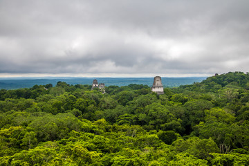 Wall Mural - Panoramic view of rainforest and top of mayan temples at Tikal National Park - Guatemala