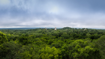 Wall Mural - Panoramic view of rainforest and top of mayan temples at Tikal National Park - Guatemala