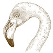 engraving  illustration of flamingo head