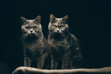 Portrait Of Two Cats Against Black Background