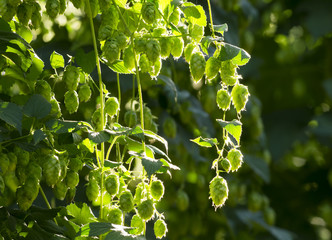 Wall Mural -  hop cones in the hops farm ripe for the harvesting , Villoria village, Leon, Spain