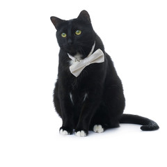 Sitting black cat isolated over the white background