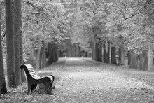 Autumn Road In The Park With A Bench - Black And White