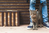 Fototapeta Koty - Striped gray cat rubbing against male legs