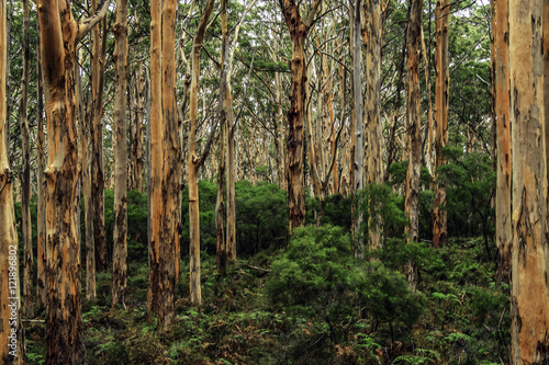 View inside forest of Australian gum trees  © crawford123brako