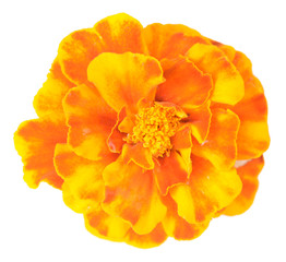 African Marigold