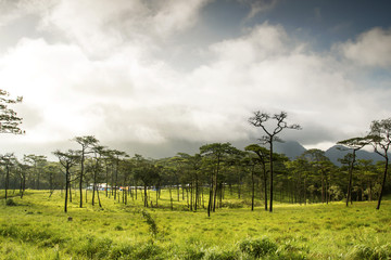 Wall Mural - Cloudy pine forest with grass field in the mountain hill landscape