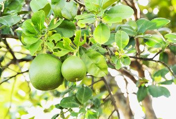 Wall Mural - grapefruit