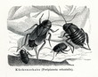 Oriental cockroach (Blatta orientalis) (from Meyers Lexikon, 1895, 7/374/375)