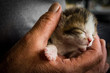 Baby kitten in an old woman's hand