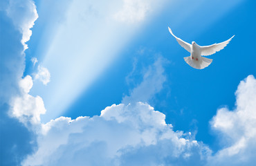 Aufkleber - White dove flying in the sun rays among the clouds