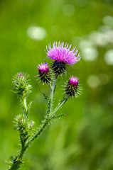 Canvas Print - Blossoming curly plumeless thistle from close