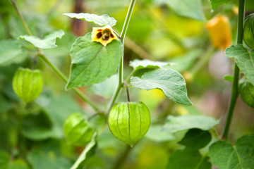 Wall Mural - Physalis - Andenbeere - Kapstachelbeere 