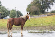Beautiful brown horse stands in the water
