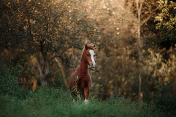 A pretty foal stands in a Summer paddock