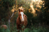 Fototapeta Konie - A pretty foal stands in a Summer paddock