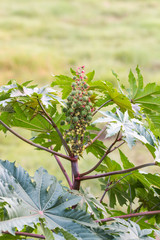 Wall Mural - castor plant