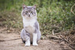 beautiful grey cat outdoors