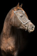 Portrait of an Arabian mare on black background.