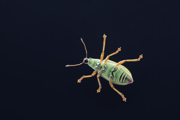 Wall Mural - Close up of a weevil