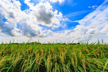 Paddy fields