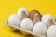 Tolerance concept. Brown egg among white eggs in box on yellow background