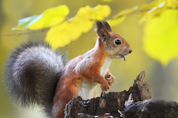 Wall Mural - fluffy red squirrel collects in the autumn forest seeds
