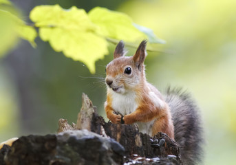 Wall Mural - fluffy red squirrel collects in the autumn forest seeds