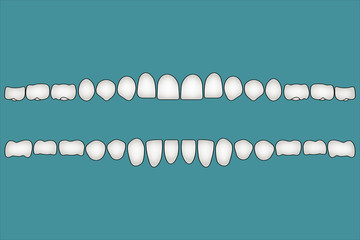 Wall Mural - Teeth a person's front side, the crown part of the dentition, illustration for print or design dental website