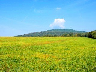 Wall Mural - Meadow and deciduous forest in wild nature