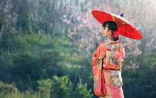 Asian Woman Wearing Traditional Japanese Kimono, Sakura Background