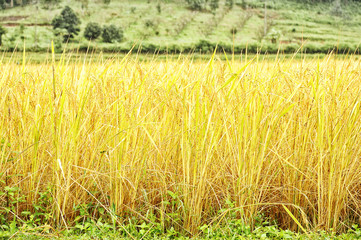 Rice fields harvest season at Chiang Mai Thailand.