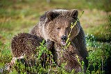 Fototapeta Sawanna - Close up portrait of the Wild Brown bear (Ursus Arctos Arctos) in the summer forest. Natural green Background